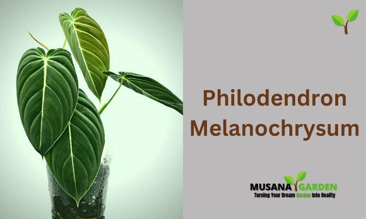 Philodendron Melanochrysum
