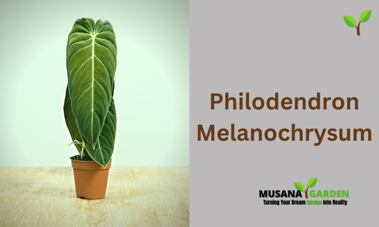 Philodendron Melanochrysum