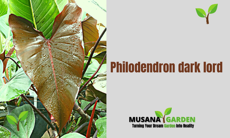 Philodendron dark lord vs majesty