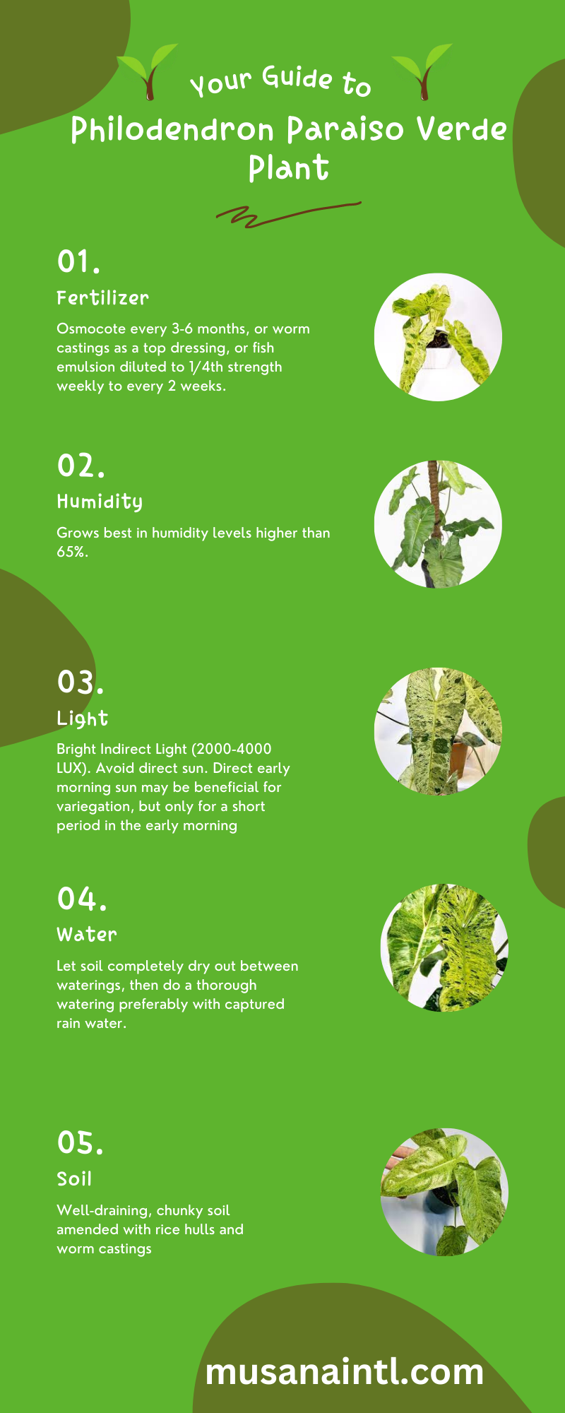 Philodendron Paraiso Verde