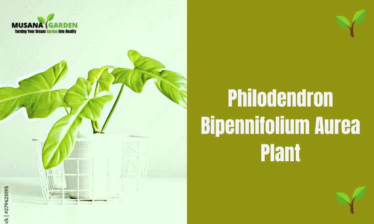 Philodendron Bipennifolium Aurea Plant
