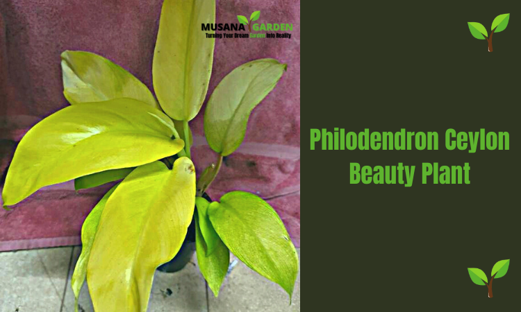 Philodendron Ceylon Beauty Plant