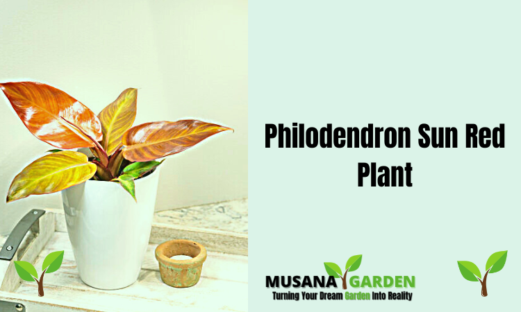 Philodendron Sun Red Plant