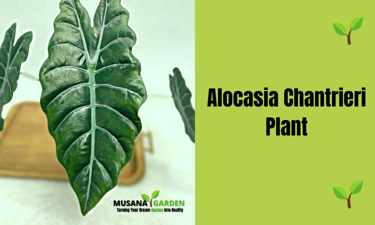 Alocasia Chantrieri
