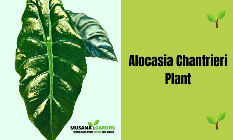 Alocasia Chantrieri