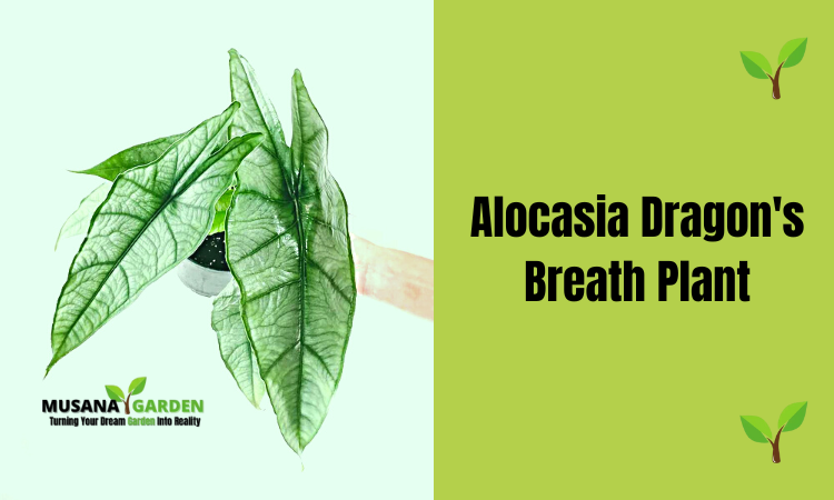 Alocasia Dragon's Breath