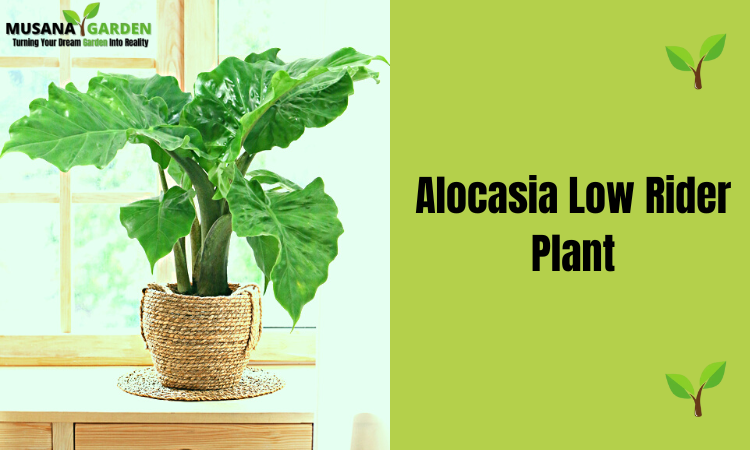 Alocasia Low Rider