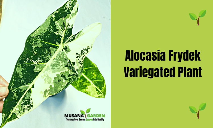 Alocasia Frydek Variegated