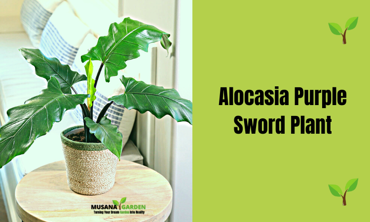 alocasia purple sword