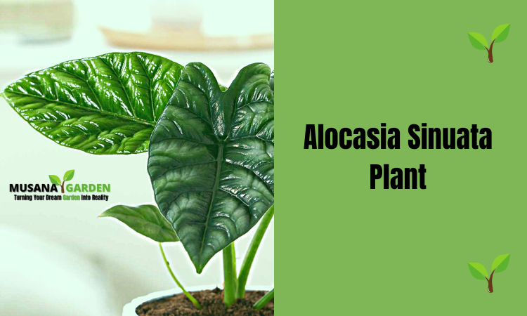 Alocasia Sinuata