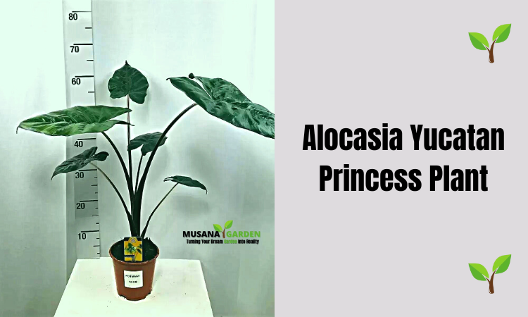 Alocasia Yucatan Princess