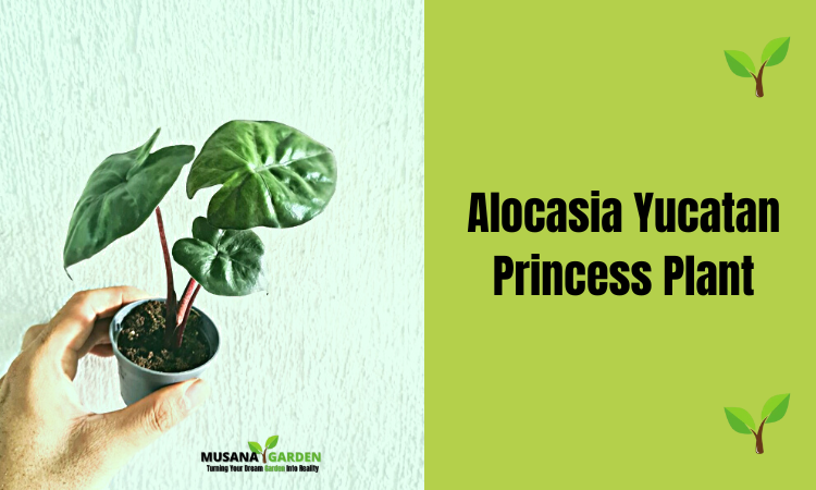 Alocasia Yucatan Princess