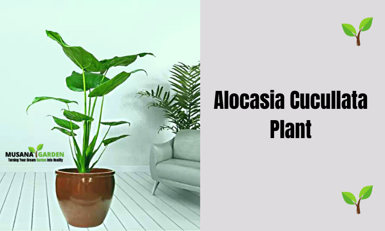 Alocasia cucullata