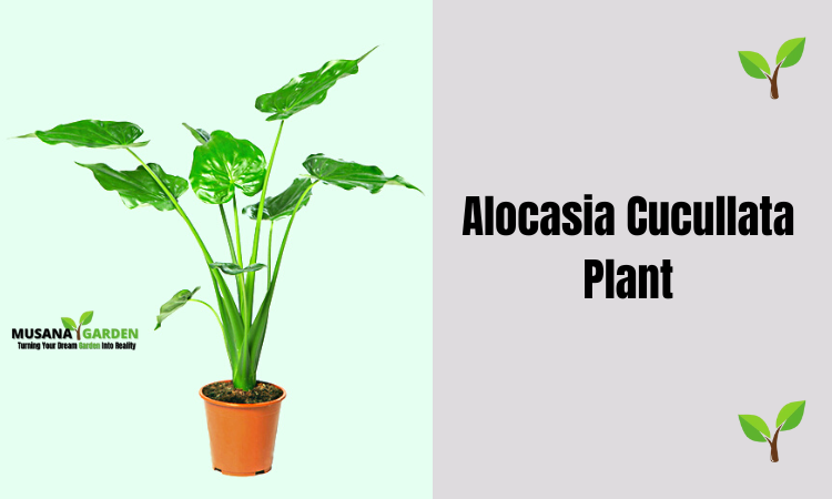 Alocasia cucullata