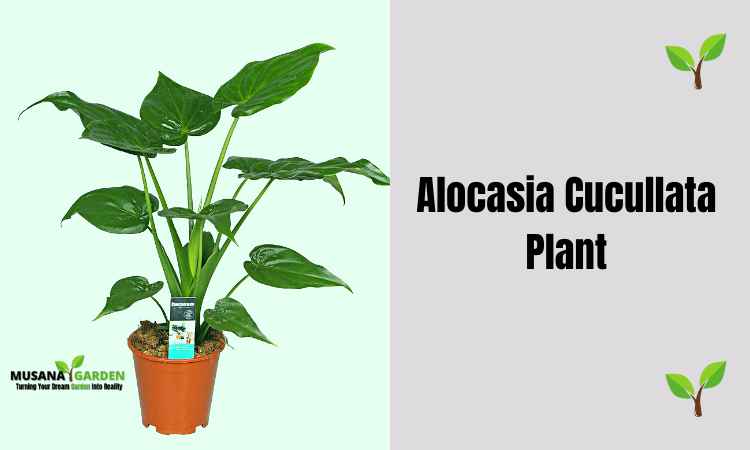 Alocasia cucullata