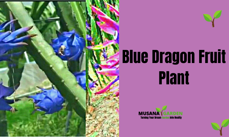 Blue Dragon Fruit Plant