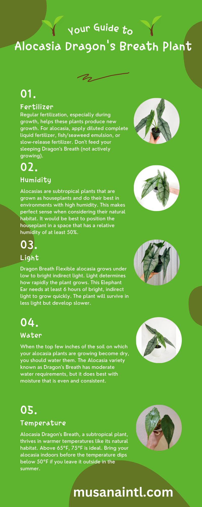 Alocasia Dragon's Breath