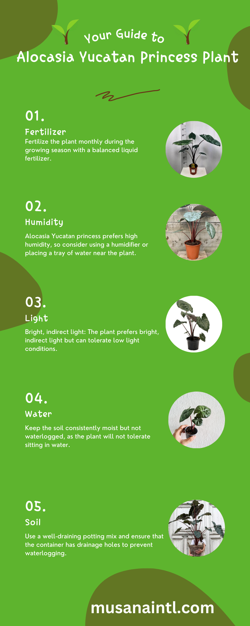 Alocasia Yucatan Princess