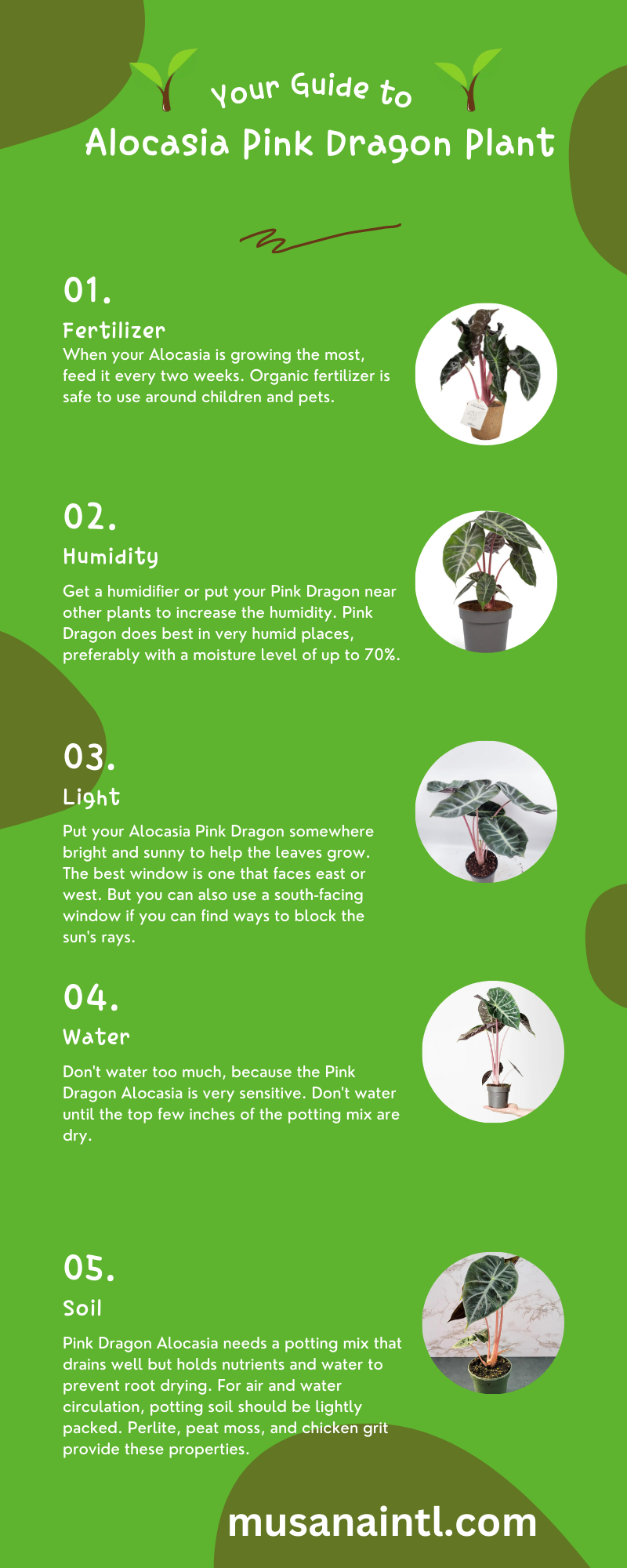 Alocasia Pink Dragon