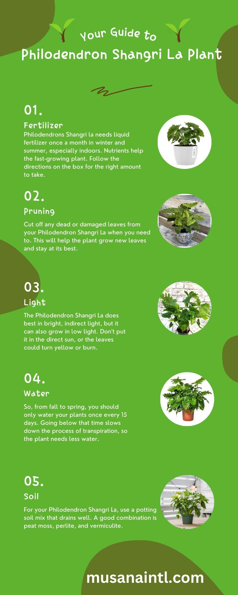 Philodendron Shangri La