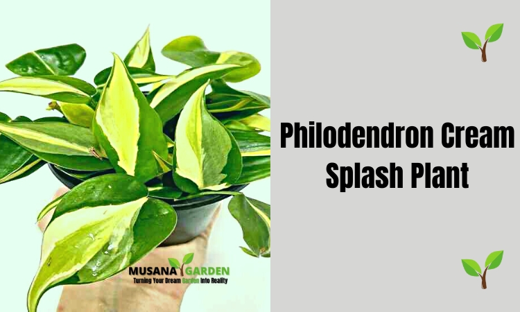 Philodendron Cream Splash