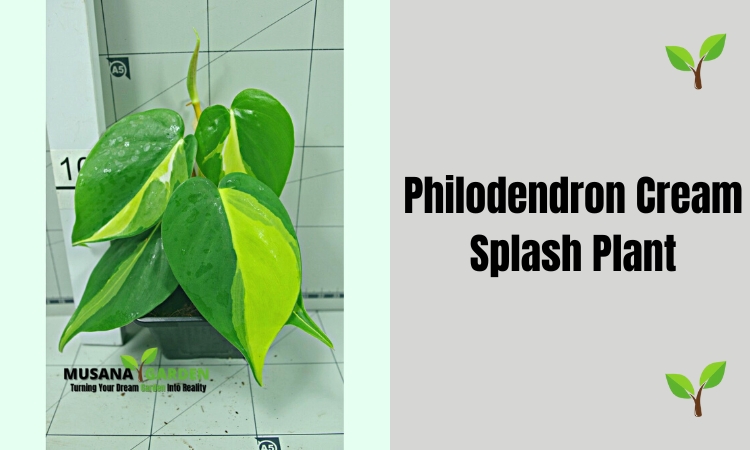 Philodendron Cream Splash