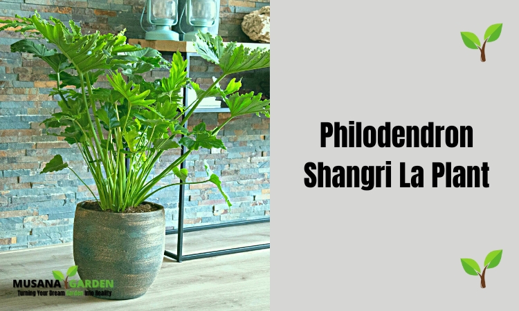 Philodendron Shangri La