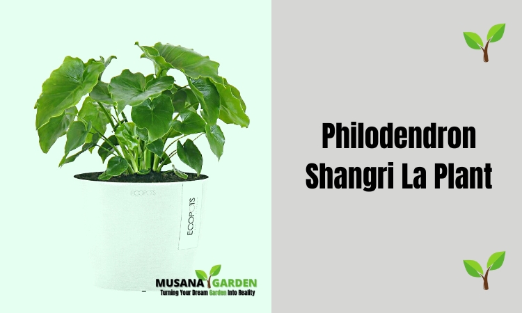 Philodendron Shangri La